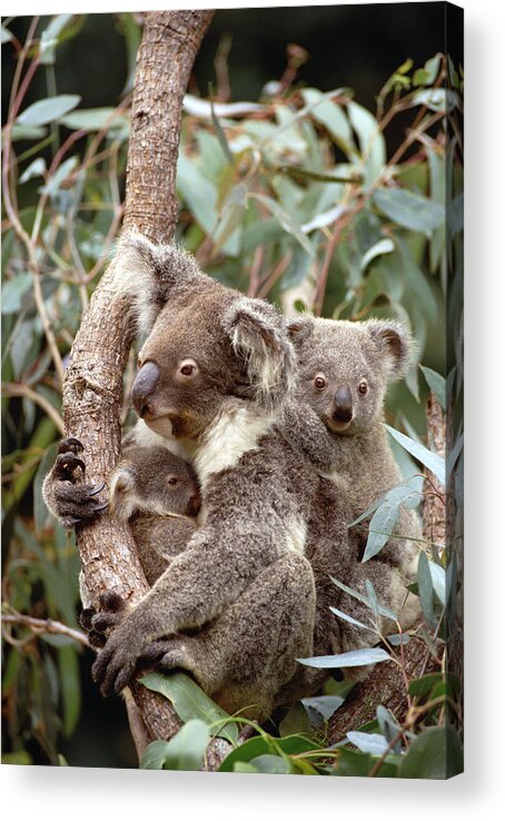 Mp Acrylic Print featuring the photograph Koala Phascolarctos Cinereus Mother #2 by Gerry Ellis