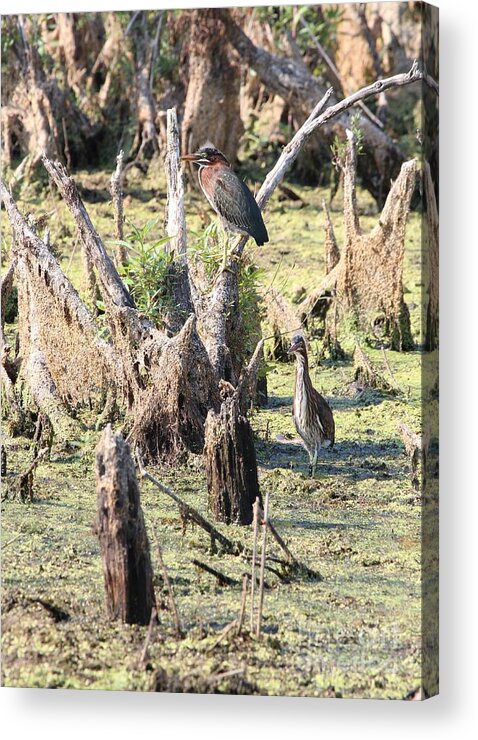 Nature Acrylic Print featuring the photograph Green Heron #54 by Jack R Brock