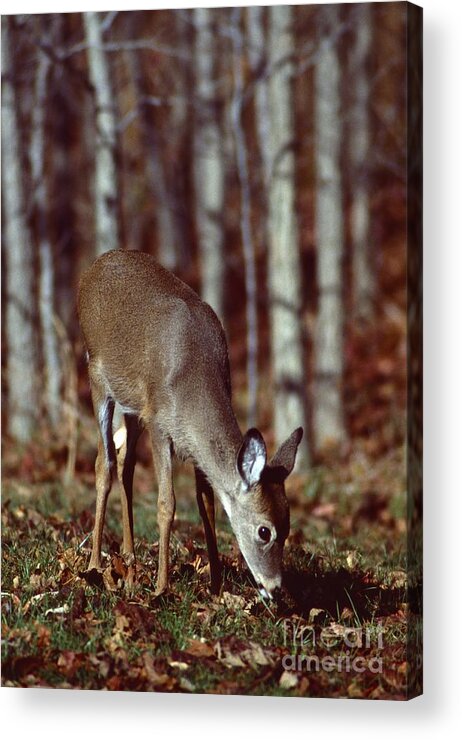 Nature Acrylic Print featuring the photograph White-tailed Deer #9 by Jack R Brock