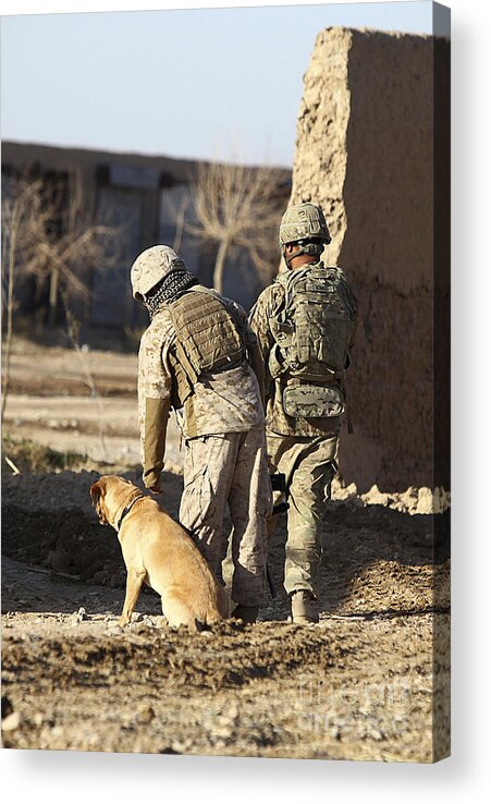Afghanistan Acrylic Print featuring the photograph A Dog Handler Takes Care by Stocktrek Images