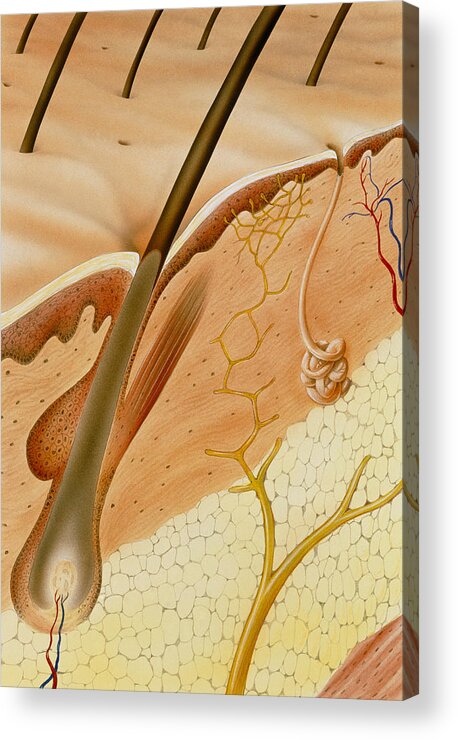 Skin Acrylic Print featuring the photograph Artwork Of A Section Through Healthy Skin by David Gifford