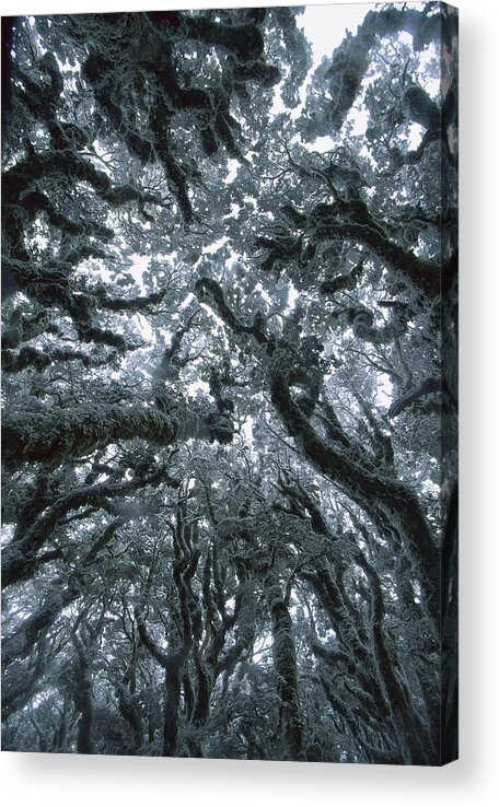 Hhh Acrylic Print featuring the photograph Autumn Snow On Beech Trees, Routeburn by Colin Monteath