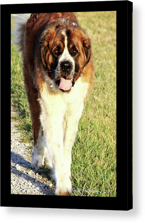  Acrylic Print featuring the photograph 'Betty Lou of Crescent Farm' by PJQandFriends Photography