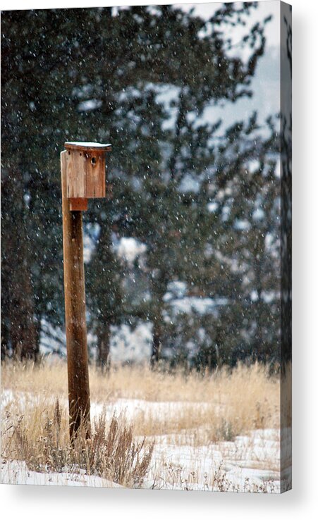 Snowing Acrylic Print featuring the photograph Bird Home by Amee Cave