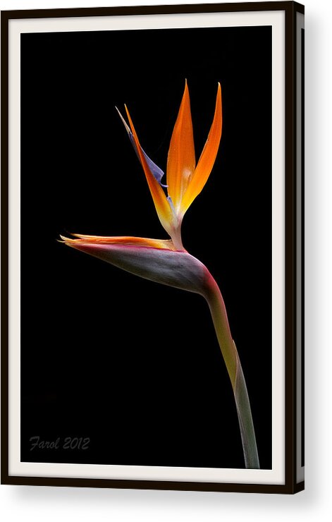 Flower Acrylic Print featuring the photograph Bird of Paradise by Farol Tomson