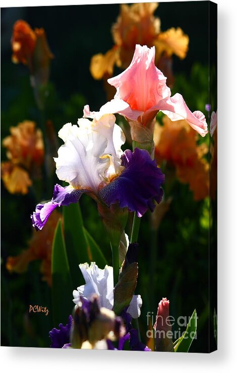 Iris Acrylic Print featuring the photograph Blooming Irises by Patrick Witz