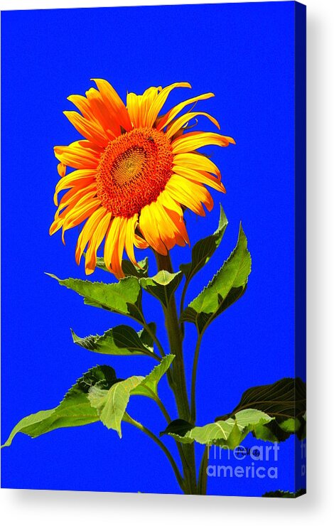 Sun Acrylic Print featuring the photograph Bright Sunflower by Patrick Witz