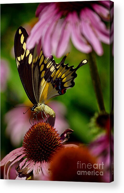 Color Photography Acrylic Print featuring the photograph Butterfly Heaven by Sue Stefanowicz