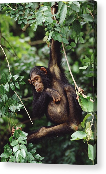 Mp Acrylic Print featuring the photograph Chimpanzee Pan Troglodytes Swinging In by Gerry Ellis