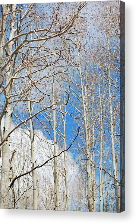 Fine Art Acrylic Print featuring the photograph Cloudy Aspen Sky by Donna Greene