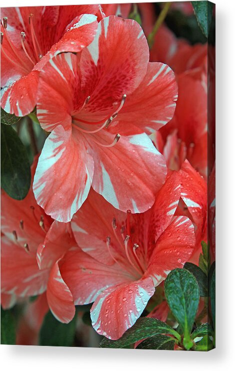 Flower Acrylic Print featuring the photograph Dogwood Azalea after rain by Larry Nieland