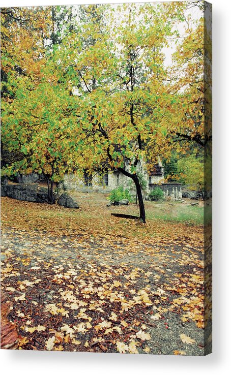 Vertical Acrylic Print featuring the photograph Dry Leaves On The Ground, Yosemite National Park, Mariposa County, California, Usa by Medioimages/Photodisc