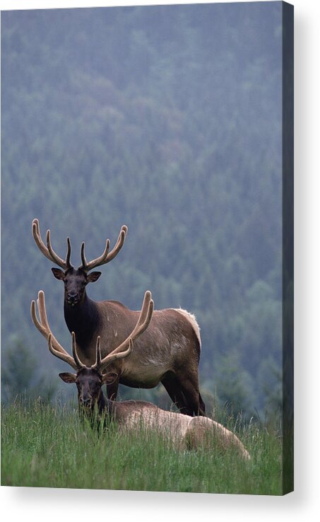 Mp Acrylic Print featuring the photograph Elk Cervus Elaphus Pair, One Resting by Gerry Ellis