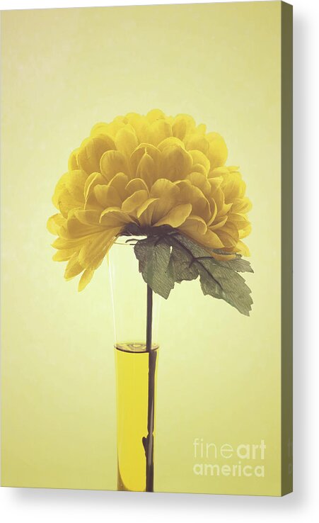 Yellow Acrylic Print featuring the photograph Estillo - s03-01q by Variance Collections