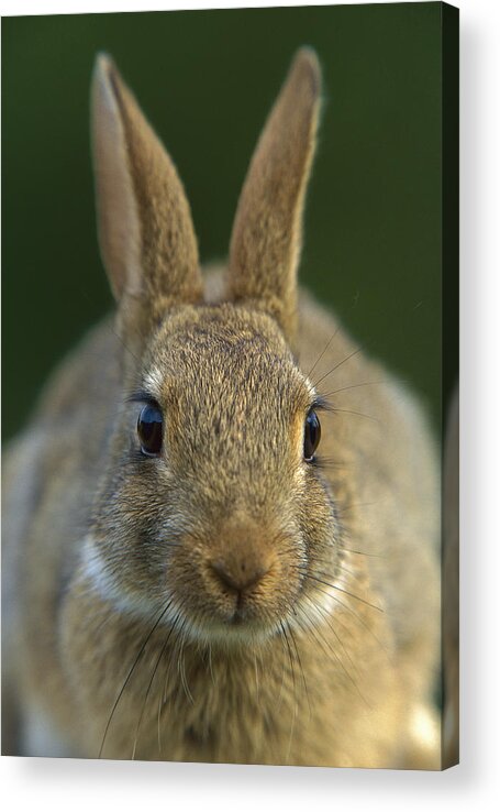 Mp Acrylic Print featuring the photograph European Rabbit Oryctolagus Cuniculus by Cyril Ruoso