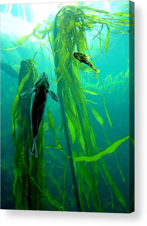 Fish Acrylic Print featuring the photograph Fish and Kelp by Amelia Racca