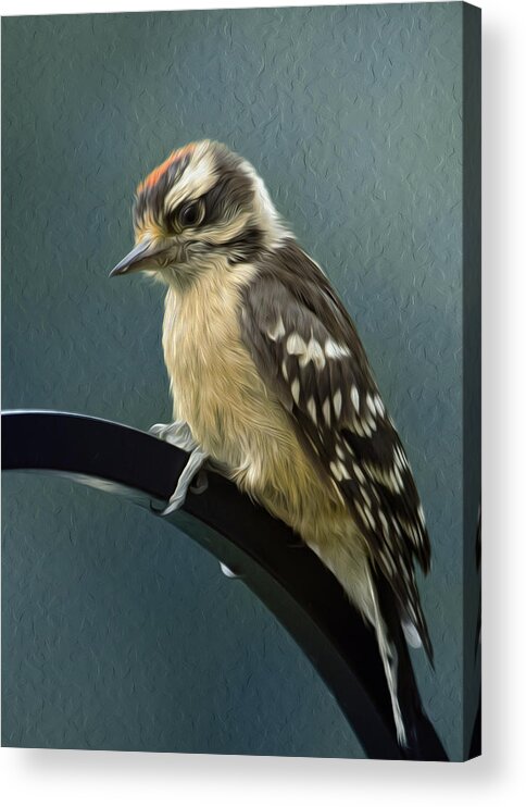 Bird Acrylic Print featuring the photograph Flowing Downy Woodpecker by Bill and Linda Tiepelman