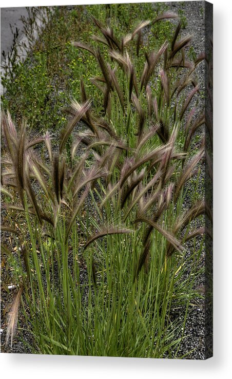 Grass Acrylic Print featuring the photograph Fox tail grass by Grover Woessner