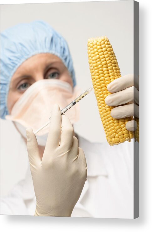 Sweetcorn Acrylic Print featuring the photograph Genetically Engineered Sweetcorn by Mark Sykes