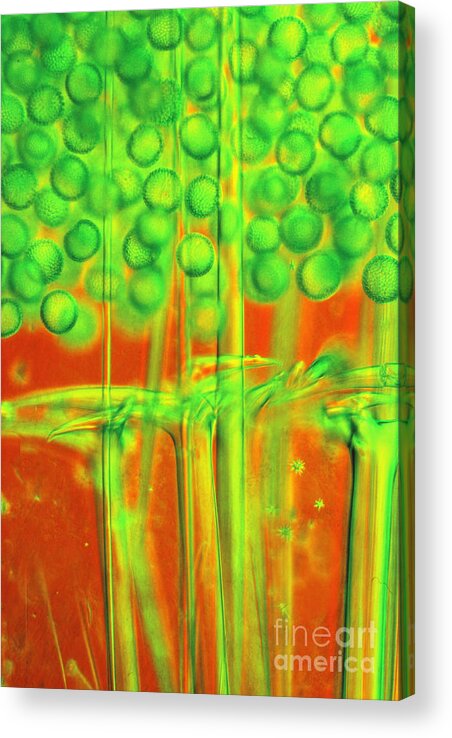 Light Microscopy Acrylic Print featuring the photograph Geodia by M I Walker