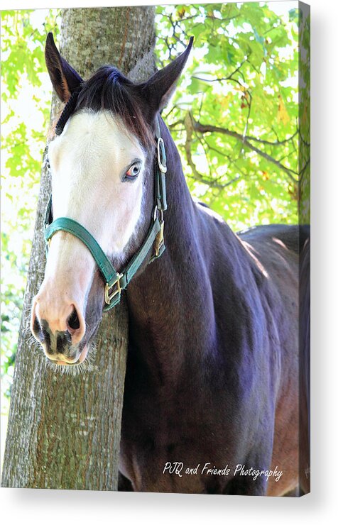  Acrylic Print featuring the photograph 'Ghostface' by PJQandFriends Photography