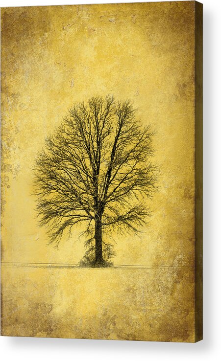 Lone Tree Acrylic Print featuring the photograph Golden Tree by Mary Timman