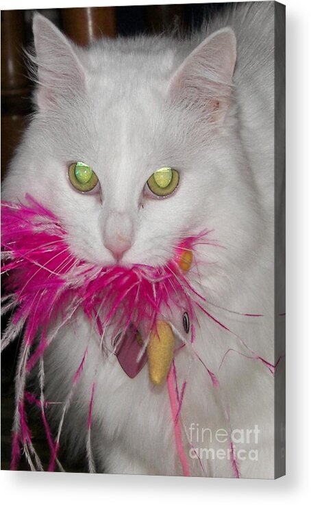 White Cat Acrylic Print featuring the photograph Got It by Judy Via-Wolff