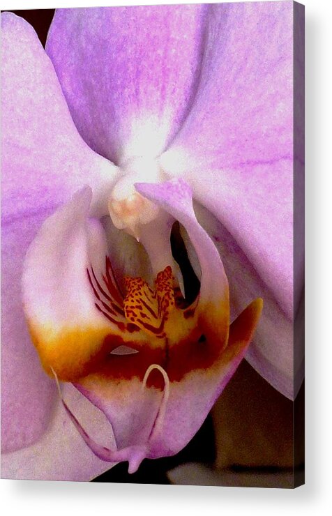 Orchid Acrylic Print featuring the photograph Graceful Bird Orchid by Amalia Suruceanu