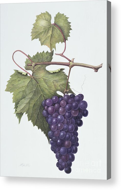 Bunch; Fruit; Purple; Red; Grape; Still Life; Branch; Grapes; Leaf; Leafs Acrylic Print featuring the painting Grapes by Margaret Ann Eden