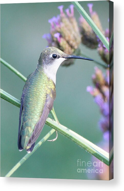 Hummingbird Acrylic Print featuring the photograph Hummingbird at Rest by Robert E Alter Reflections of Infinity