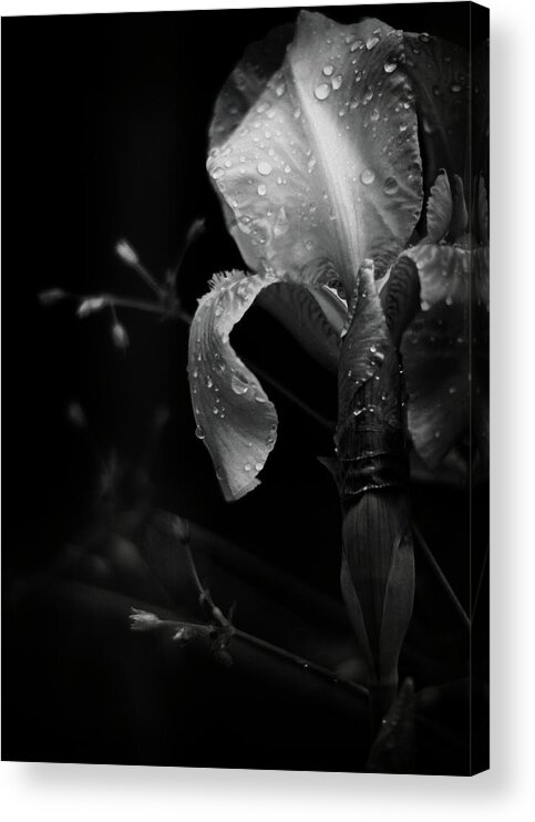 black And White Acrylic Print featuring the photograph Iris Adorned by Rebecca Sherman