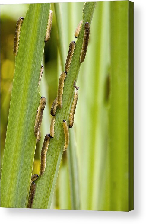 Iris Sawfly Acrylic Print featuring the photograph Iris Sawfly Larvae by Bob Gibbons