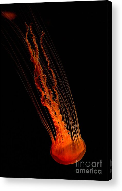 Jellyfish Acrylic Print featuring the photograph Jellyfish by Charlene Mitchell