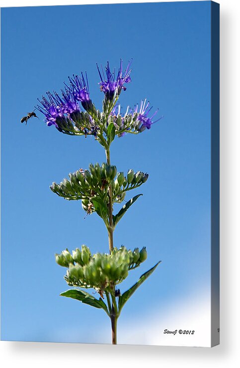 Lavender Flower Acrylic Print featuring the photograph Lavender Flower and Bee by Stephen Johnson