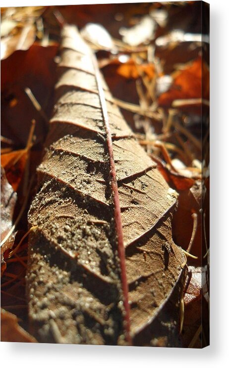 Leaf Litter Acrylic Print featuring the photograph Leaf Litter by Michael Standen Smith