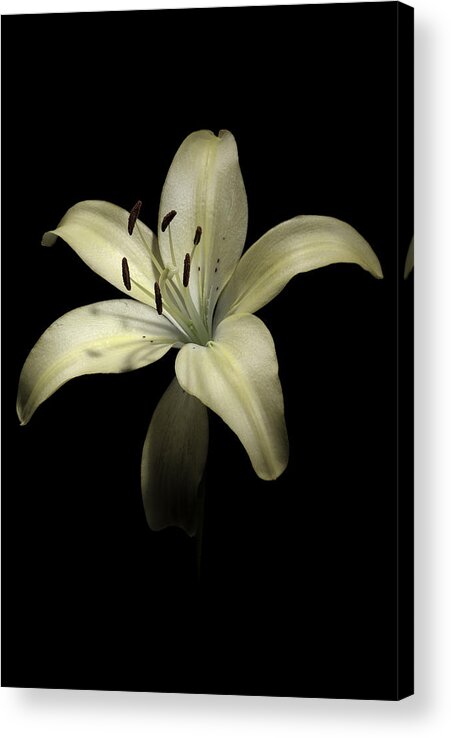 Flower Acrylic Print featuring the photograph Lily by Nathaniel Kolby