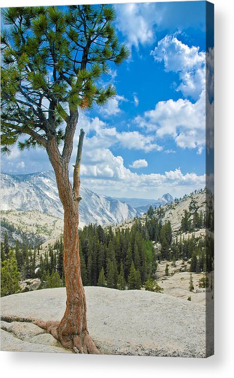 Usa Acrylic Print featuring the photograph Lone Pine at Half Dome by LeeAnn McLaneGoetz McLaneGoetzStudioLLCcom