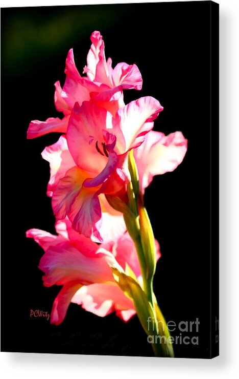 Galadiolus Acrylic Print featuring the photograph Majestic Gladiolus by Patrick Witz