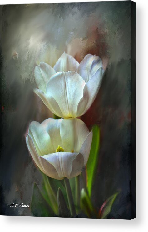 Tulip Acrylic Print featuring the photograph Majestic tulips by Bonnie Willis