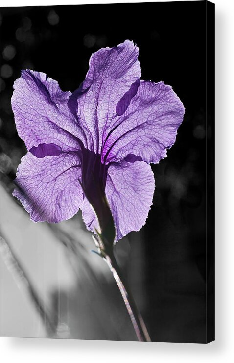 Flower Acrylic Print featuring the photograph Mexican Petunia by ShaddowCat Arts - Sherry