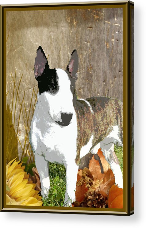 Animal Acrylic Print featuring the digital art Minature Bull Terrier by One Rude Dawg Orcutt