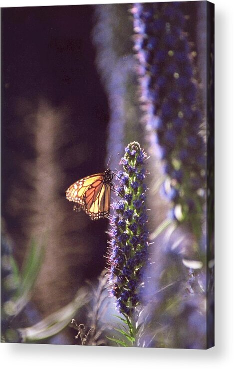 Monarch Butterfly Acrylic Print featuring the photograph Monarch butterfly by Cynthia Marcopulos