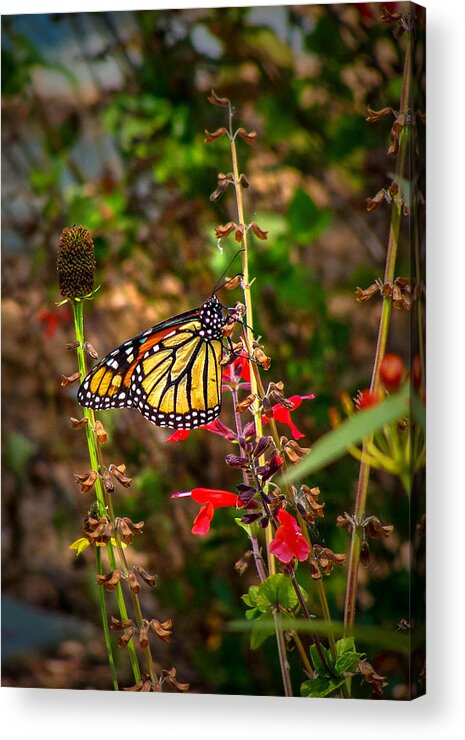 Insect Acrylic Print featuring the photograph Monarch Climb by Stacy Michelle Smith