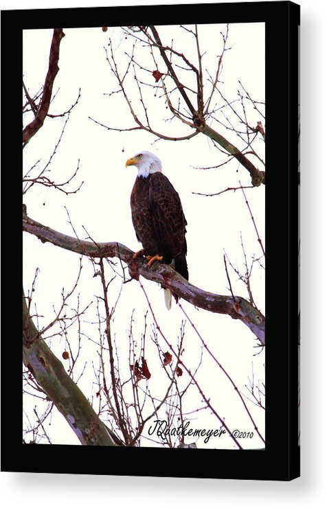 American Bald Eagle Acrylic Print featuring the photograph 'One American Bald Eagle' by PJQandFriends Photography