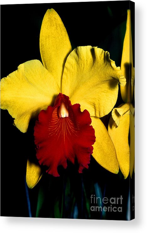 Orchid Acrylic Print featuring the photograph Orchid 9 by Terry Elniski