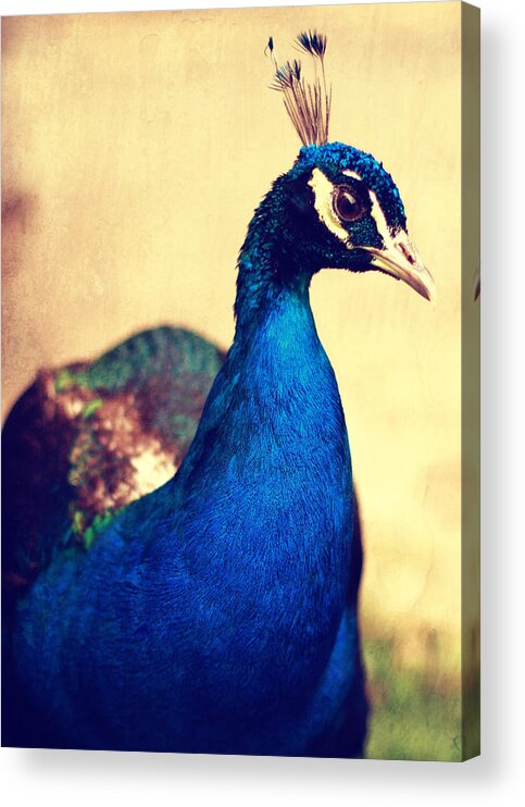 Pfau Acrylic Print featuring the photograph Peacock by Falko Follert