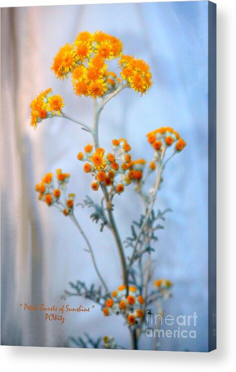 Petite Acrylic Print featuring the photograph Petite Bursts of Sunshine by Patrick Witz