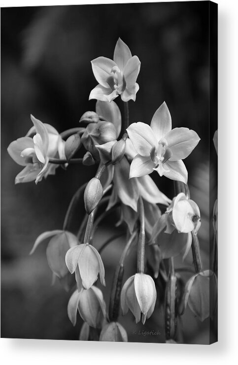 Orchid Acrylic Print featuring the photograph Philippine Orchids in Black and White by Kerri Ligatich