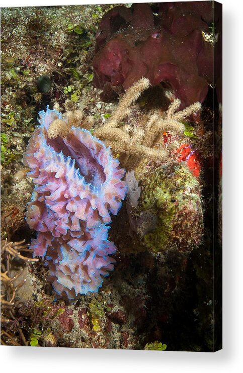 Belize Acrylic Print featuring the photograph Pink corner vase by Jean Noren