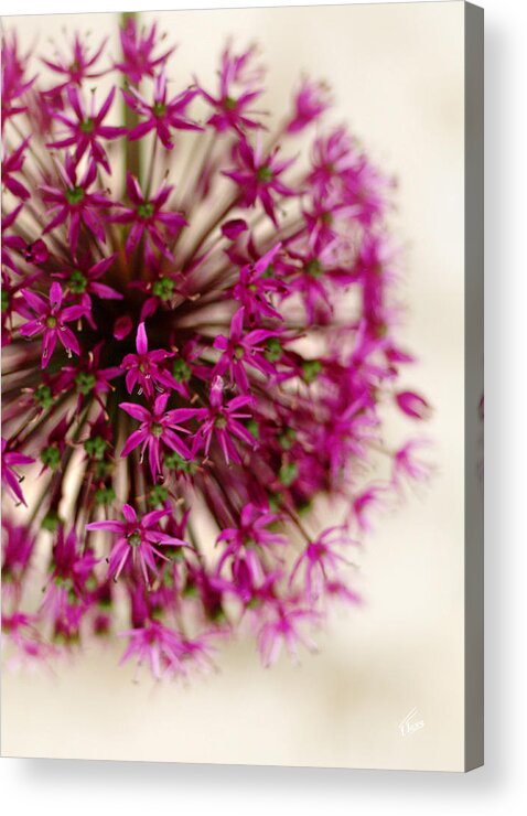 Flora Acrylic Print featuring the photograph Pink Puff by Tatiana Fess